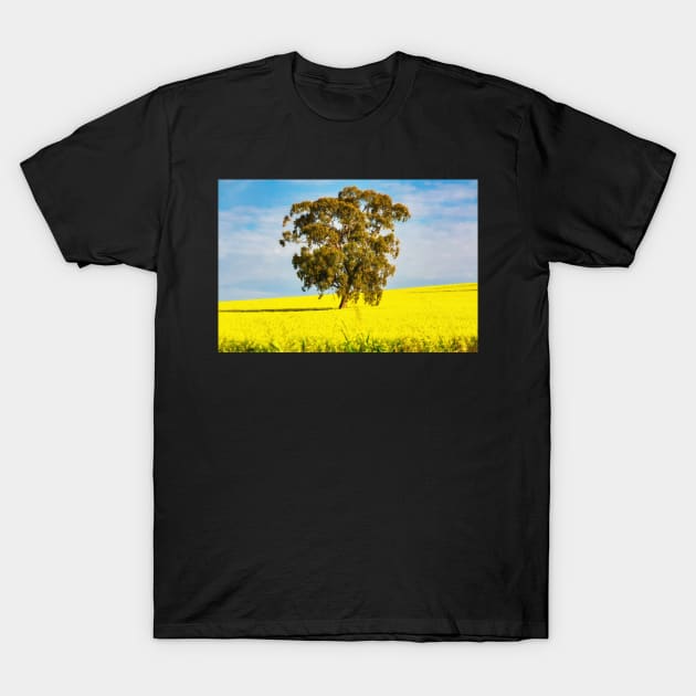 Canola field landscape T-Shirt by dags